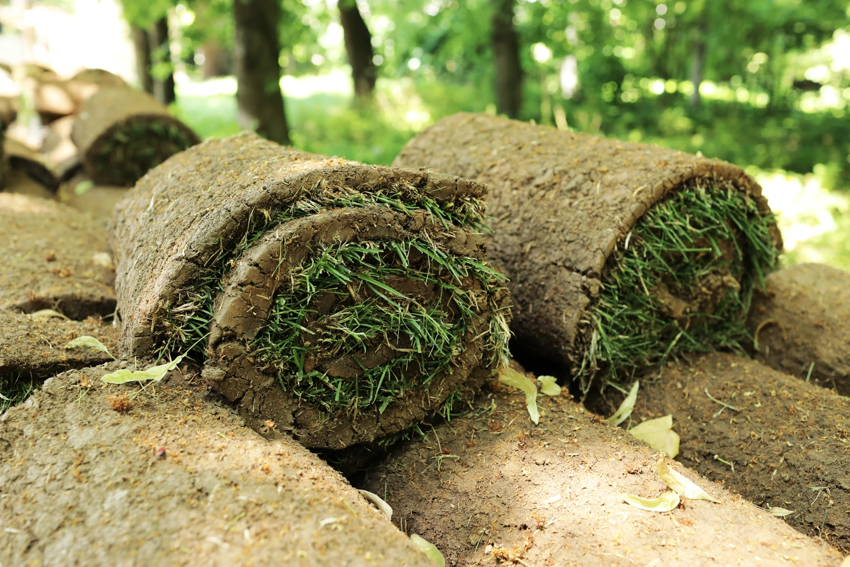 Świeża trawa z rolki na plantacji – zielona darń tuż po zwinięciu